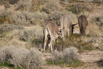 Fototapeta premium Wild burros in the desert