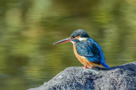 岩の上に留まって獲物を狙うカワセミ(Common Kingfisher)の雌