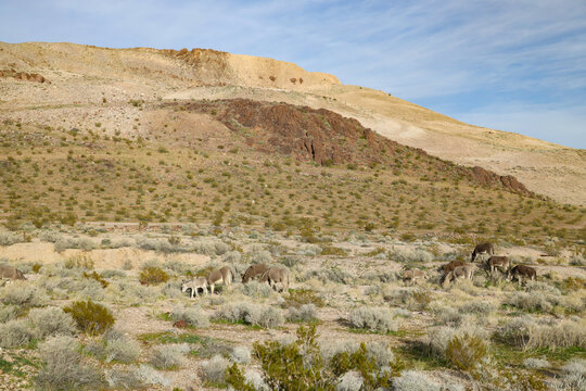 Wild burros and  foals in the desert
