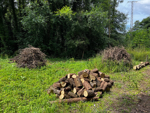 Pile of cut firewood logs in green field on Camino de Santiago