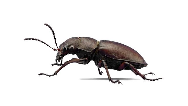 Detailed 3D model of a brown longhorn beetle standing and scratching its antenna or front leg, isolated on a clean white background. Perfect for entomology studies, pest control marketing, educational