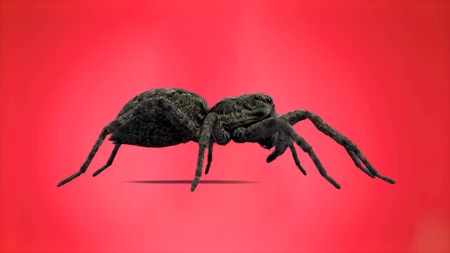 A detailed 3D animated model of a large black spider stands still against a red background, raising its forelegs to preen its chelicerae. This clip can be used for VFX compositing and educational cont