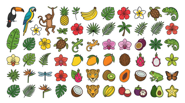 Tropical rainforest animals and exotic fruit illustrations