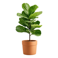 Fototapeta premium Potted Fiddle Leaf Fig Plant with Large Green Leaves in Terracotta Pot