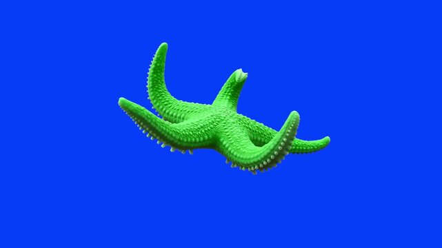 A bright green starfish moving its arms dynamically isolated on a solid blue chroma key background. Great for underwater life animations, marine science educational videos, ocean environment graphics,