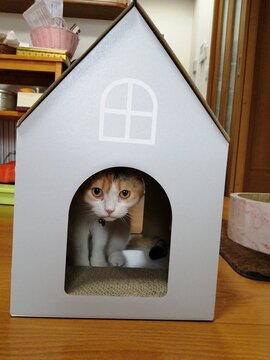 家の中の三毛猫