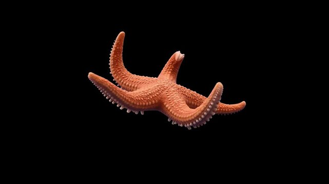 High-contrast 3D render of an orange sea star with realistic texture and raised arms, set against a solid pitch-black background. Perfect for dark atmospheric marine designs, deep-sea exploration vide