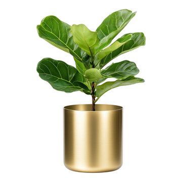 Indoor Fiddle Leaf Fig Plant in Stylish Gold Planter for Home Decor