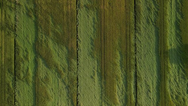 An aerial top-down drone shot revealing a beautiful view of lush green agricultural fields.