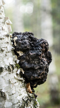 Chaga mushroom (Inonotus obliquus) growing on birch tree in autumn forest