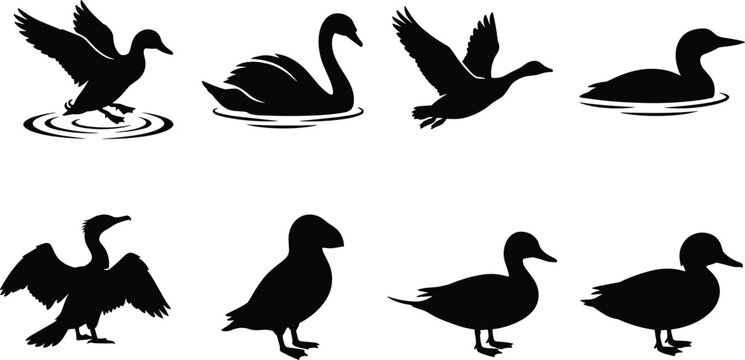 Waterfowl and aquatic birds silhouette set featuring duck swan goose puffin loon cormorant flying landing and swimming vector icons isolated on white background