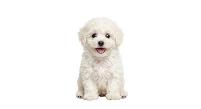 A fluffy white bichon frise puppy sits attentively, looking directly at the camera with a happy expression, isolated on a clean white background.