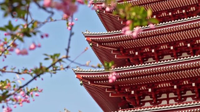 Red Japanese Pagoda Framed by Pink Sakura Cherry Blossoms