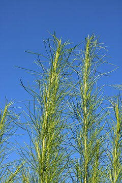 Fresh Green Fennel Leaves Against Clear Blue Sky Background