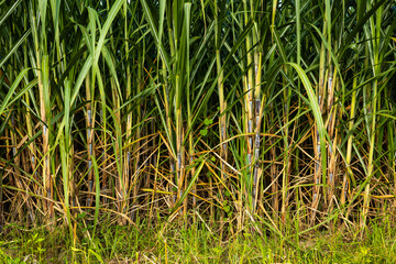Fototapeta premium Details of sugarcane plant cultivation