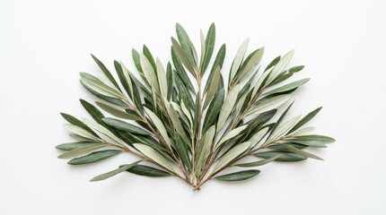 Obraz premium Fresh Olive Branch with Silvery-Green Tops and Pale Undersides, Leaves in Loose Fan Formation on White Background, Mediterranean Botanical Decor, Natural Wellness and Healthy Eating Concept