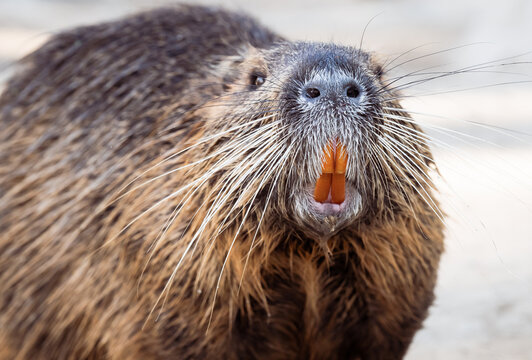  nutria semiaquatic rodent