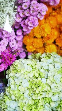 Close-up video of fresh colorful hydrangea flowers and mixed floral arrangements displayed at a flower market. Vibrant blossoms with soft natural lighting, perfect for themes of nature, gardening, flo