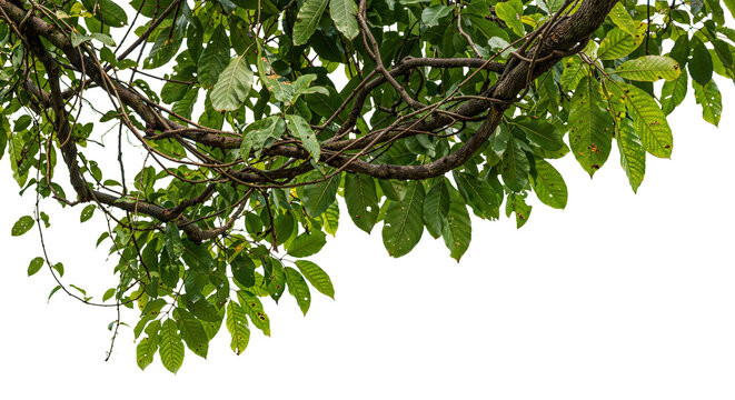 foreground of a branch with green leaves on a transparent background