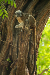 Fototapeta premium Cotton-top tamarin (Saguinus oedipus) in a tree in Centennial Park, Cartagena, Colombia