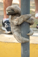 Fototapeta premium Brown-throated sloth (Bradypus variegatus) climbing a light pole in Centennial Park, Cartagena, Colombia