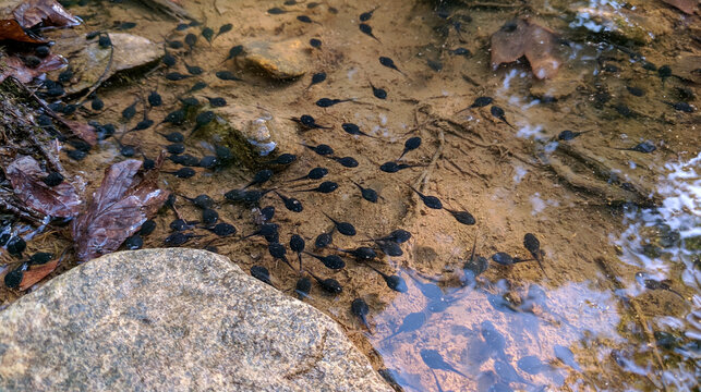 School of black tadpoles swimming in clear shallow water over rocks, wildlife and nature concept.