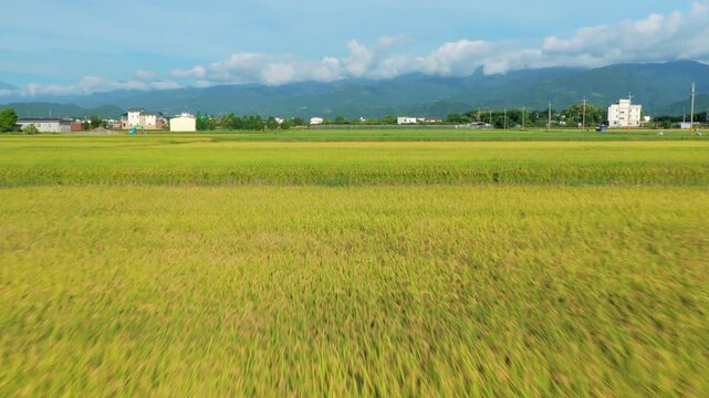 Aerial view of rice field in countryside of Yilan at morning, Taiwan