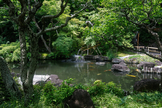 Peaceful Japanese Garden Pond with Koi Fish and Lush Green Foliage