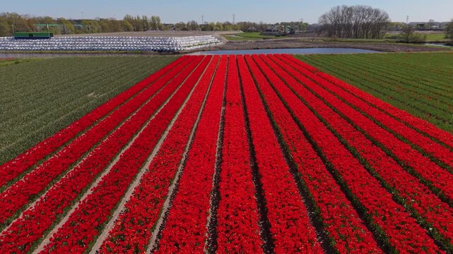 Beautiful high altitude aerial panoramic perspective of vibrant red tulip agricultural field with parallel flower rows farm storage bags and canal pond under a bright blue spring sky in daylight