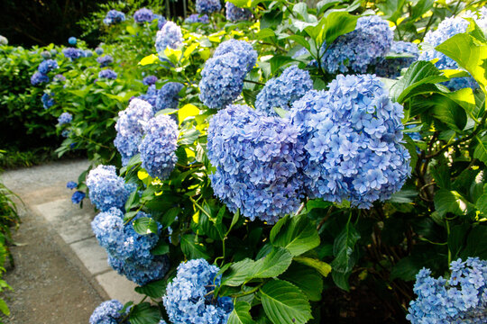 Vibrant Blue Hydrangeas Blooming Along a Garden Pathway