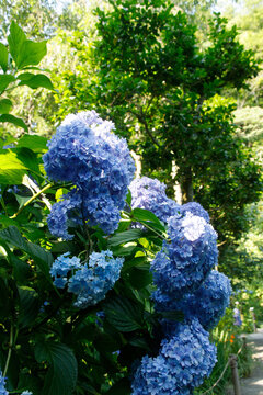 Vibrant Blue Hydrangeas Blooming Along a Garden Pathway