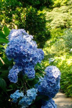 Vibrant Blue Hydrangeas Blooming Along a Garden Pathway