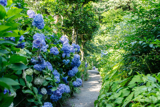 Lush Forest Pathway Lined with Blue Hydrangeas