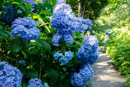 Vibrant Blue Hydrangeas Blooming Along a Garden Pathway