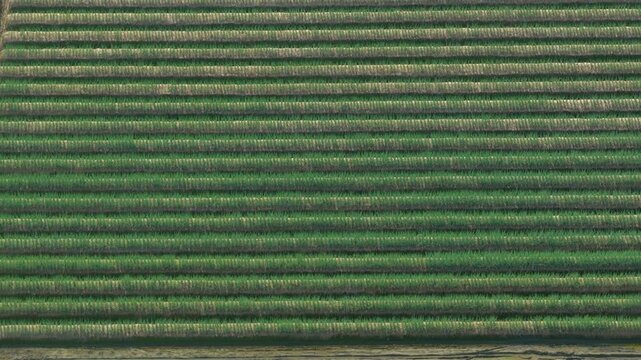 Aerial view of lush green fields in Sanxing Township, Yilan County, Taiwan