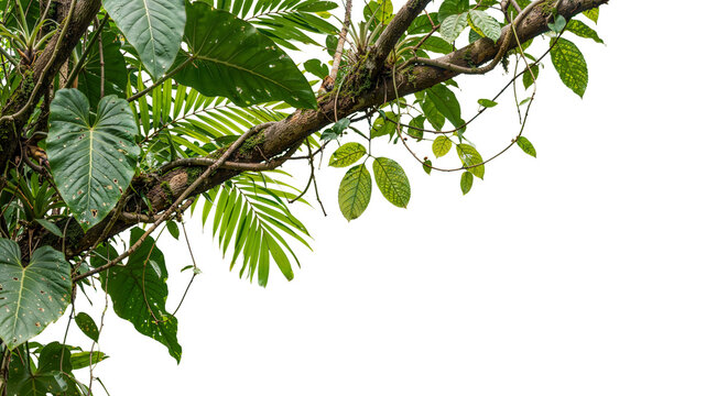 foreground branches on a transparent background
