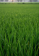 Obraz premium Vibrant rice plants covered in morning dew