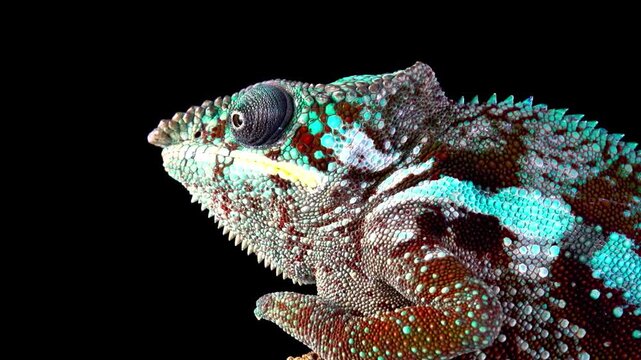 Vibrant panther chameleon macro footage showing detailed scales and