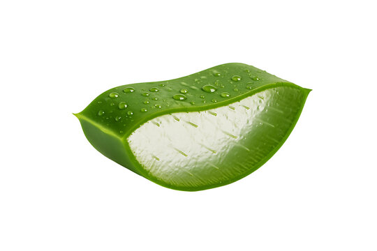 Fresh aloe vera leaf cut section isolated on transparent background
