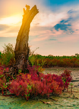 Red seablite growing in acidic coastal soil beside a weathered dead tree in a mangrove ecosystem during golden sunset. Halophyte adaptation, wetland biodiversity and tropical environmental resilience.