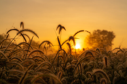 Golden foxtail grass glowing in warm sunrise light across a peaceful meadow, featuring soft silhouettes, natural bokeh, tranquil countryside atmosphere and seasonal beauty with generous copy space.