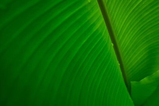 Closeup banana green leaf with raindrop. Water drop on leaf. Banana green leaf texture background. Green leaves in tropical forest. Greenery wallpaper. Botanical garden. Natural line pattern of plant.