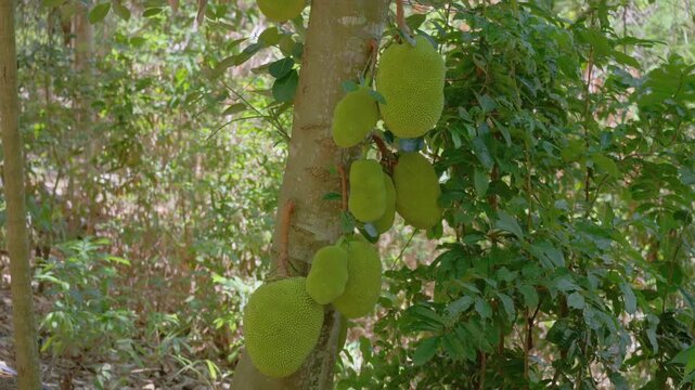 4K static shot of several large green jackfruits growing directly from the trunk of a tropical tree.
