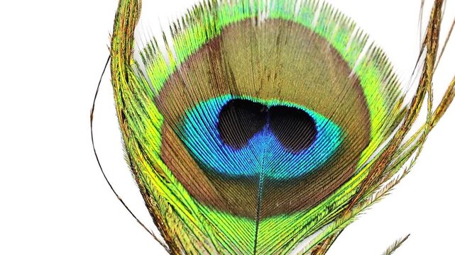 Dynamic angle of macro detail of vibrant peacock feather isolated on white background 180fps Captured in Cinematic High Detail Footage