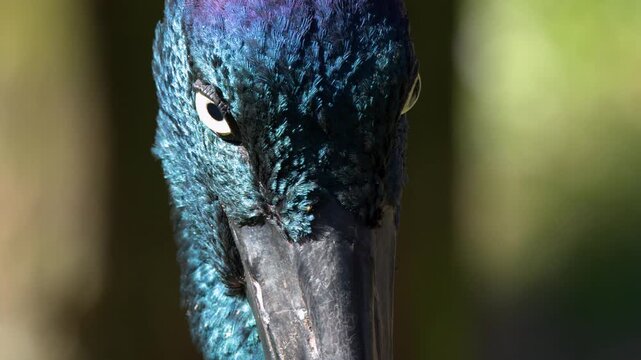 Extreme Close-up of Black-Necked Stork Head and Eye