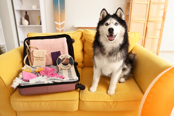 Happy husky dog sitting on a yellow couch next to an open suitcase packed for a summer vacation trip © Pixel-Shot