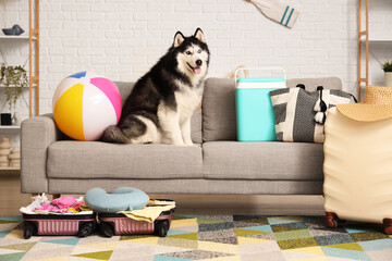 Siberian husky dog sitting on a gray sofa with beach ball, cooler, and luggage, ready for summer vacation © Pixel-Shot