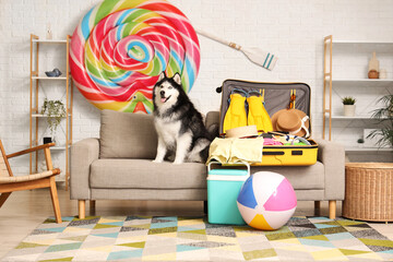 Siberian husky dog sitting on a sofa next to an open suitcase packed for a summer vacation trip © Pixel-Shot