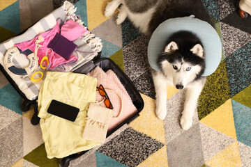 Siberian husky dog wearing a soft recovery collar next to an open suitcase packed for a summer vacation trip, the luggage is packed with summer vacation essentials including clothes, a bikini © Pixel-Shot