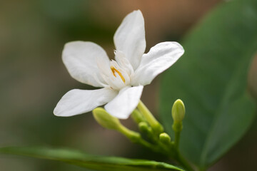 Fototapeta premium Ceylon wrightia